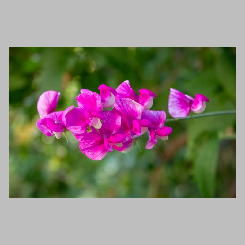 pois vivace éternel Lathyrus latifolius