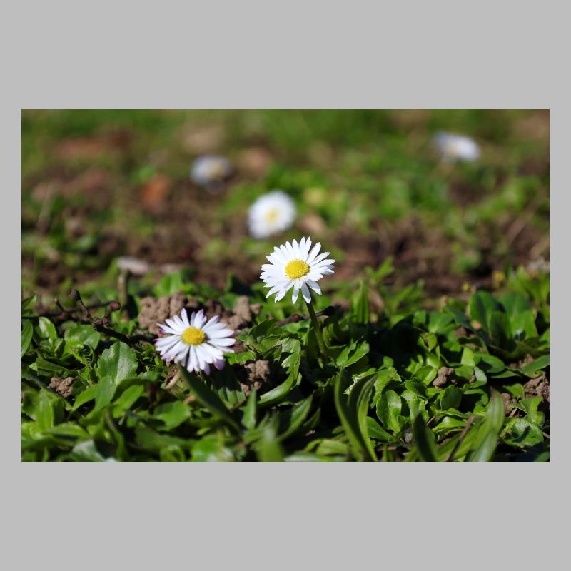 Gänseblümchen