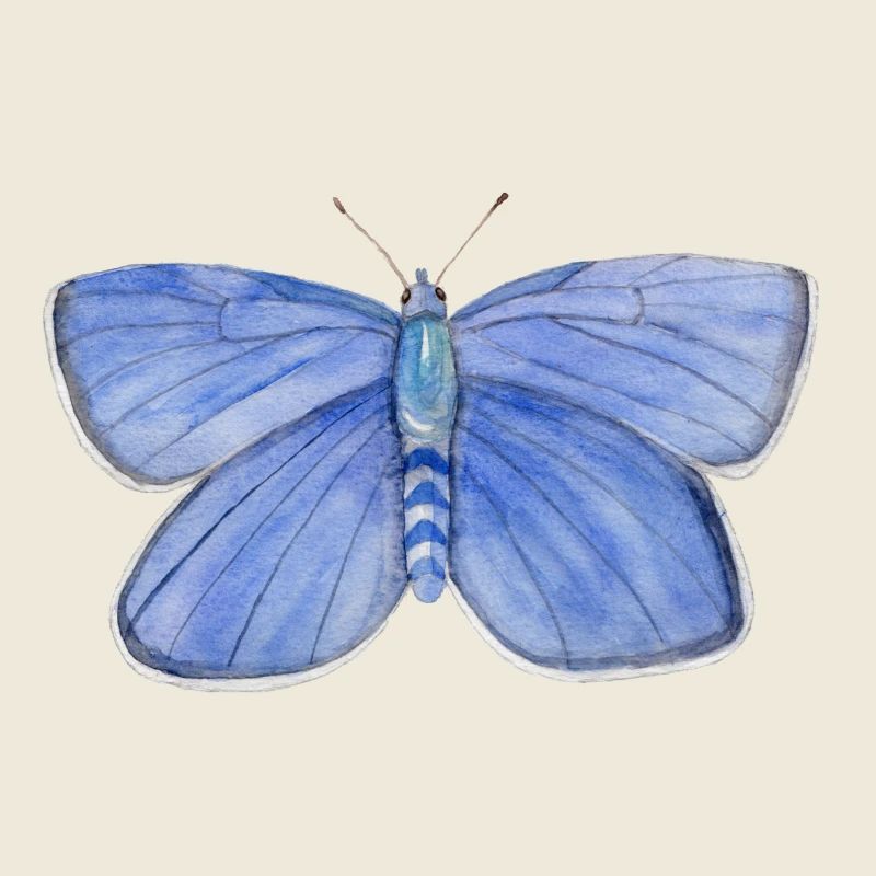 Bleu Papillon