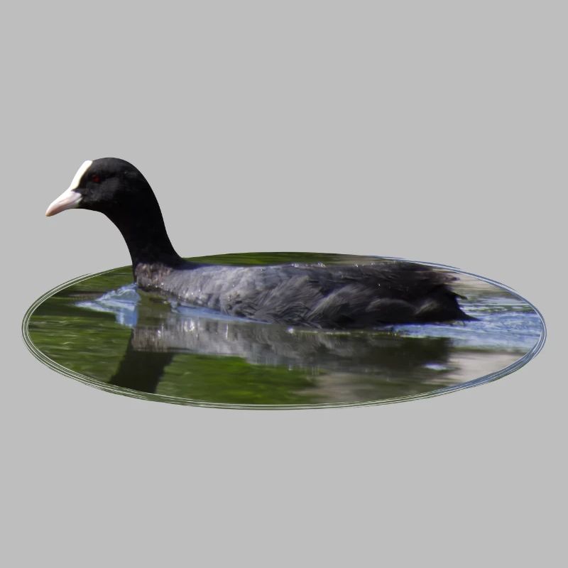 Eurasian Coot