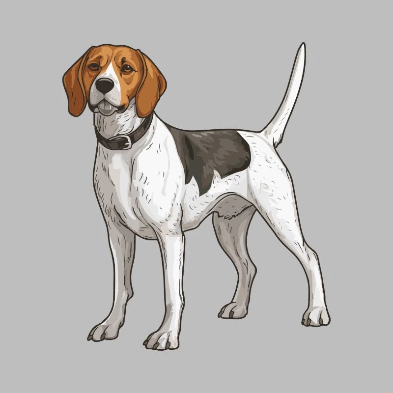 Beagle Hund