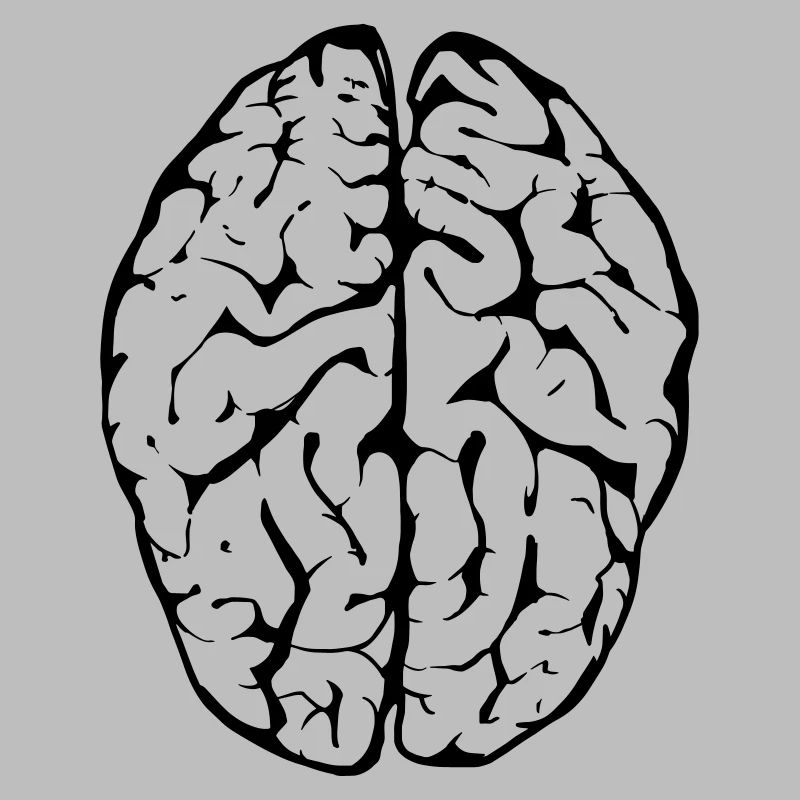 cerveau