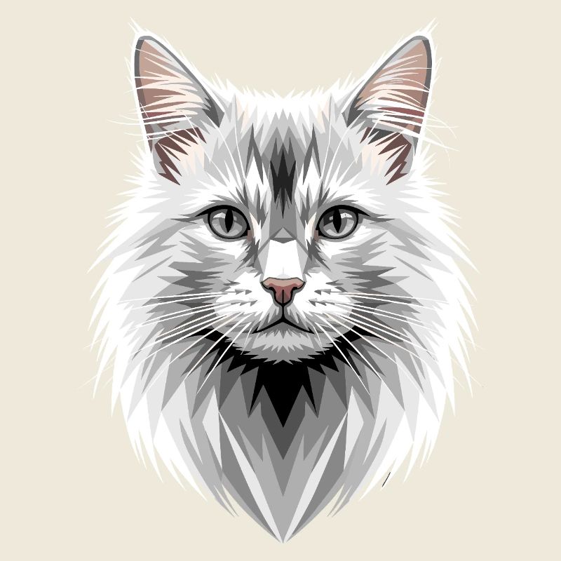 Chat Angora Chat Angora Chat Angora Mignons Chats Angora