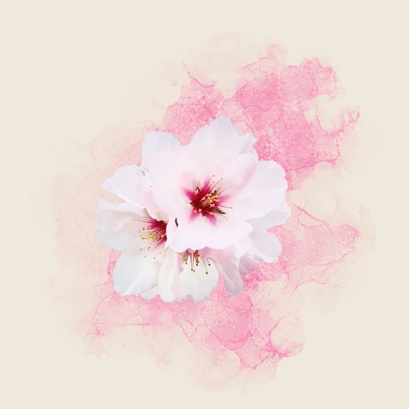 Almond Blossom Magic - Sonja Ariel von Staden