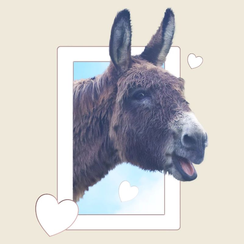Cute donkey peeks through the window heart