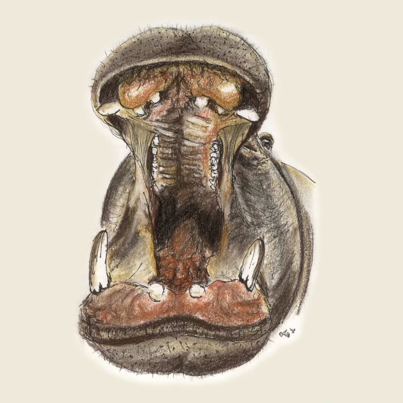 Flusspferd Hippo Maul Illustration