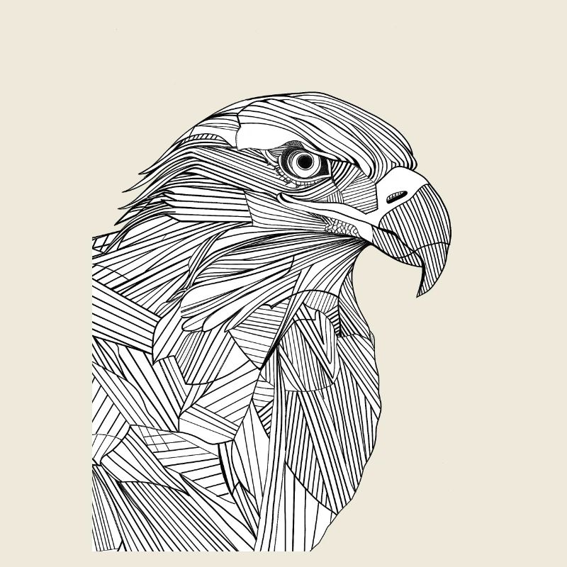 Linien Kunst Adler #eagle