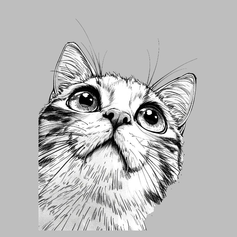 Chat Mickey Noir et Blanc