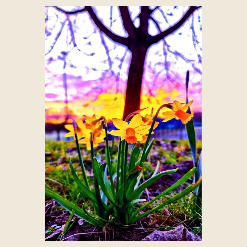 Daffodils at sunset