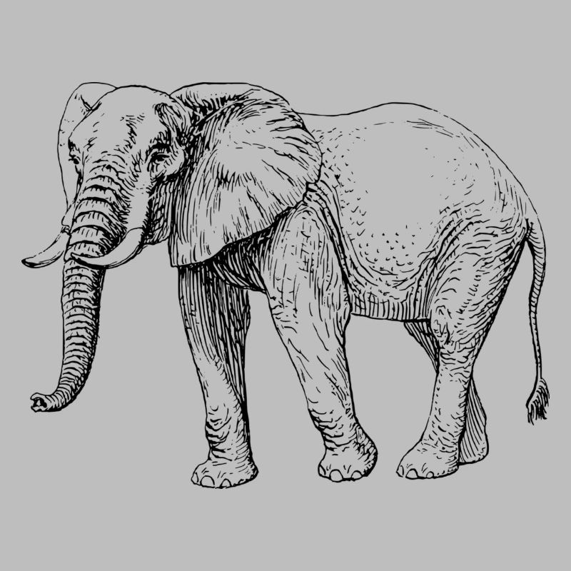 Elefant