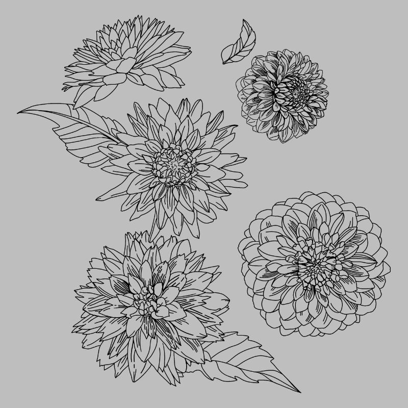 Herbstblumen-Dahlien