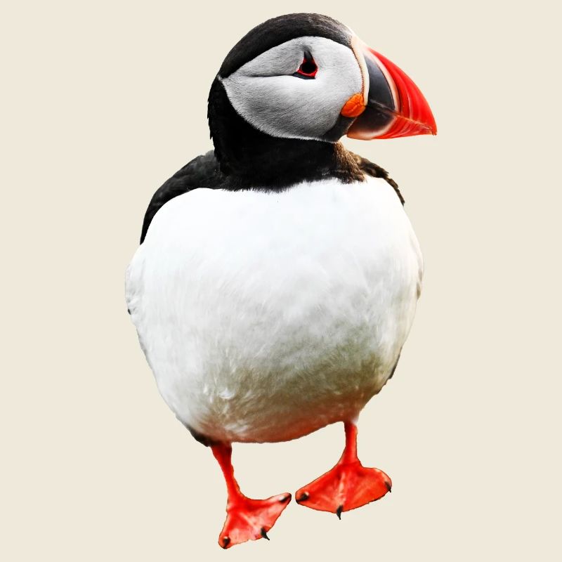 Puffin