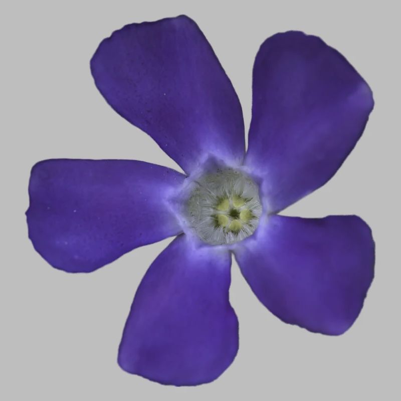 periwinkle, small, light