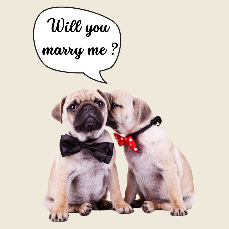 Willst du mich heiraten?