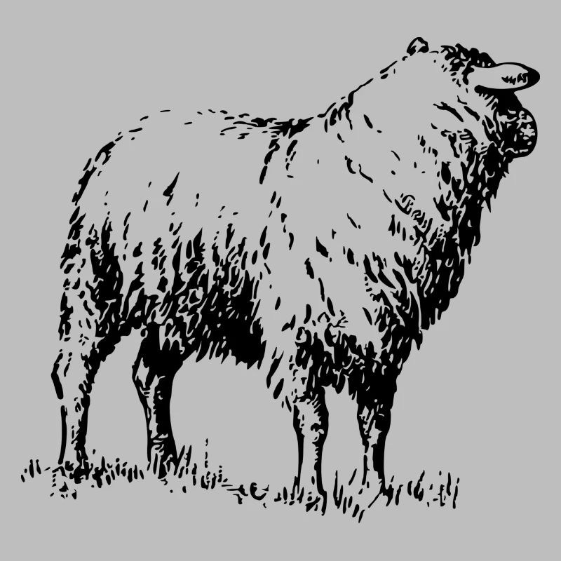 sheep