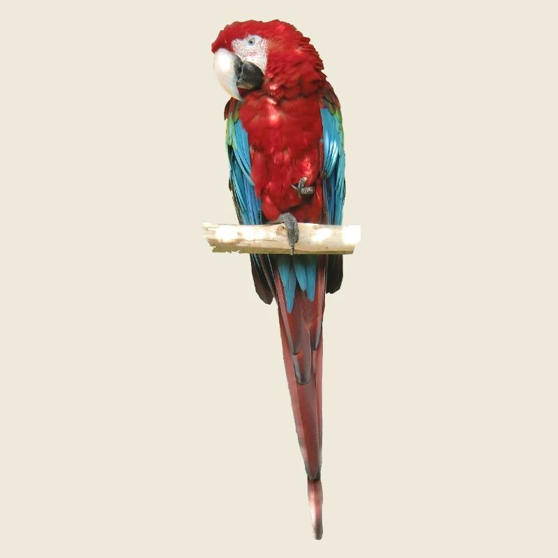 Macaw