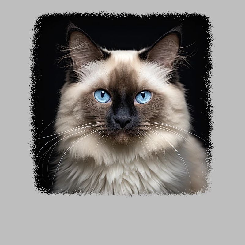 Birman Cat Birma Katze