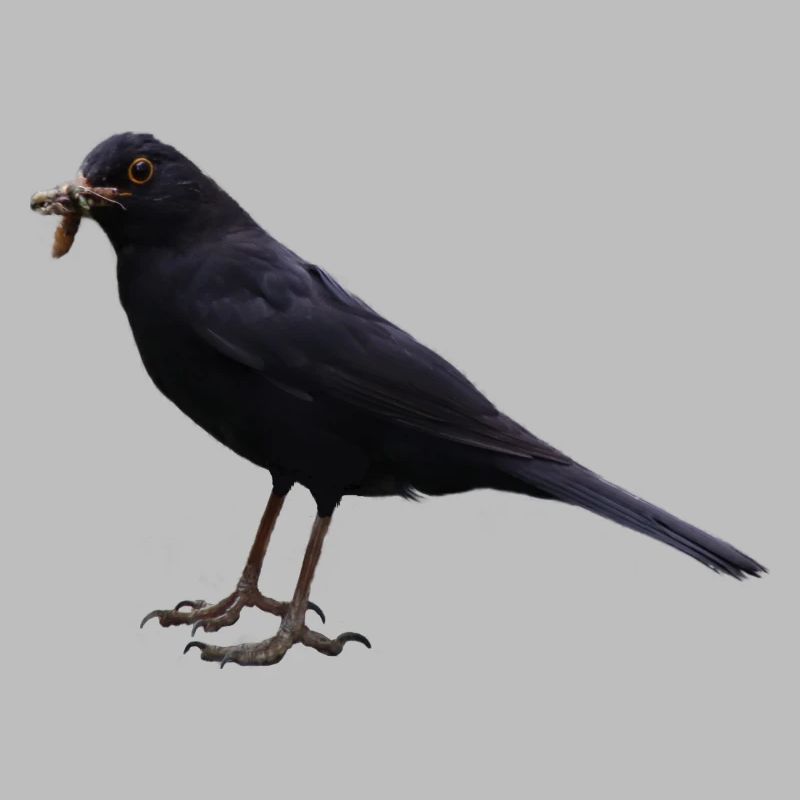 Amsel Vogel schwarzer Vogel