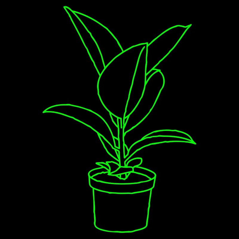 Rubber tree /Houseplant