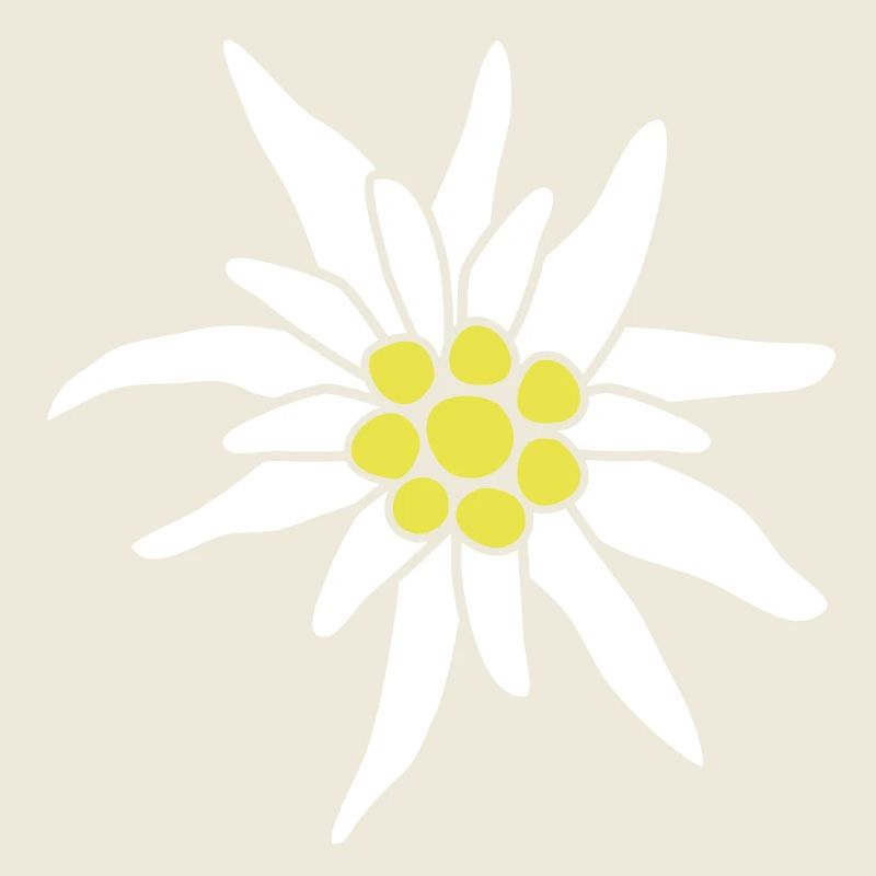Edelweiss fleur