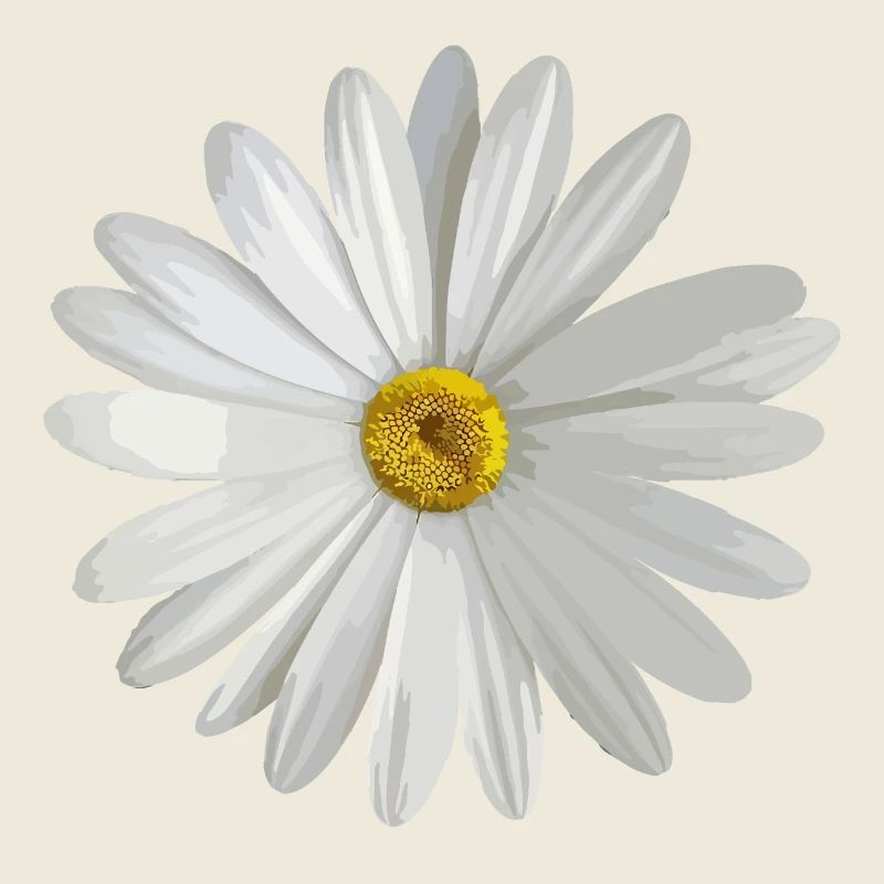 Marguerites