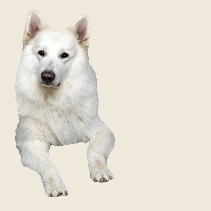 German shepherd white german shepherd Swiss dogs