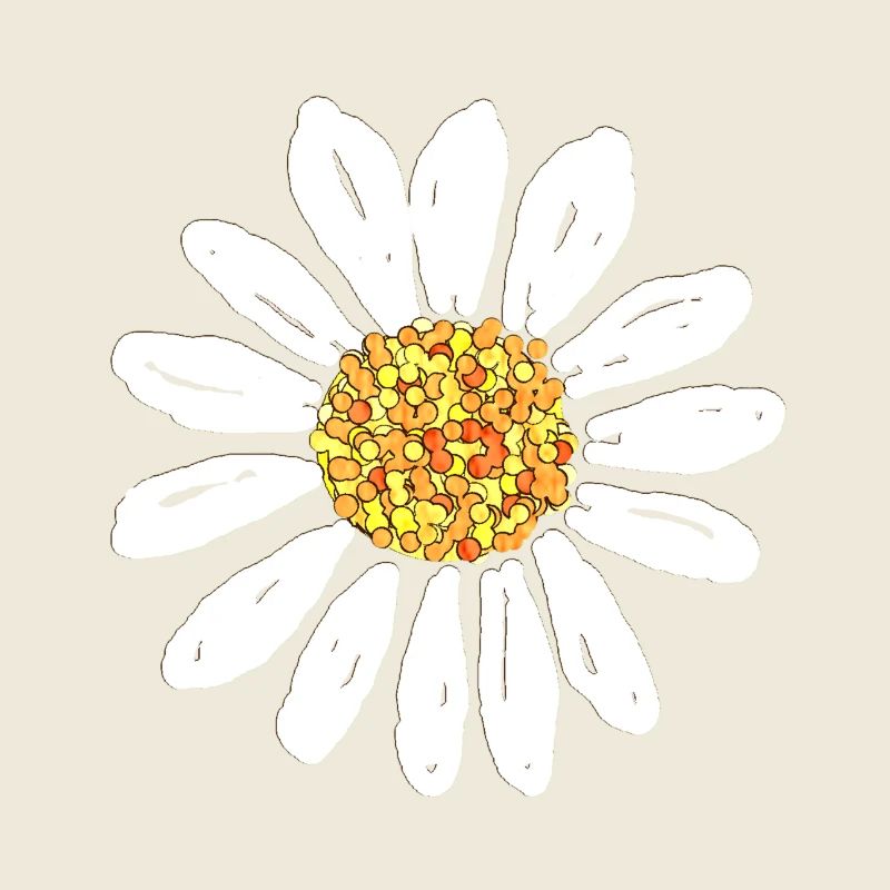 Daisy flower