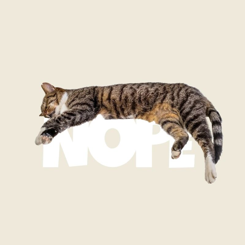 Nope Katze