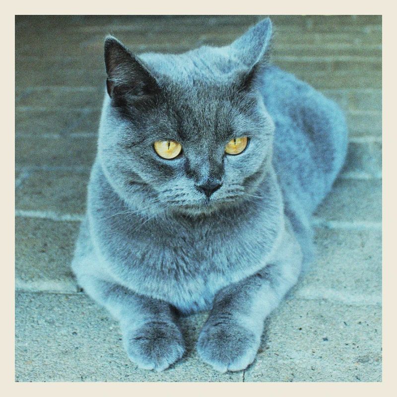 Gray Blue Cat with Golden Eyes