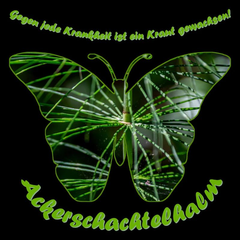 ackerschachtelhalm schmetterling