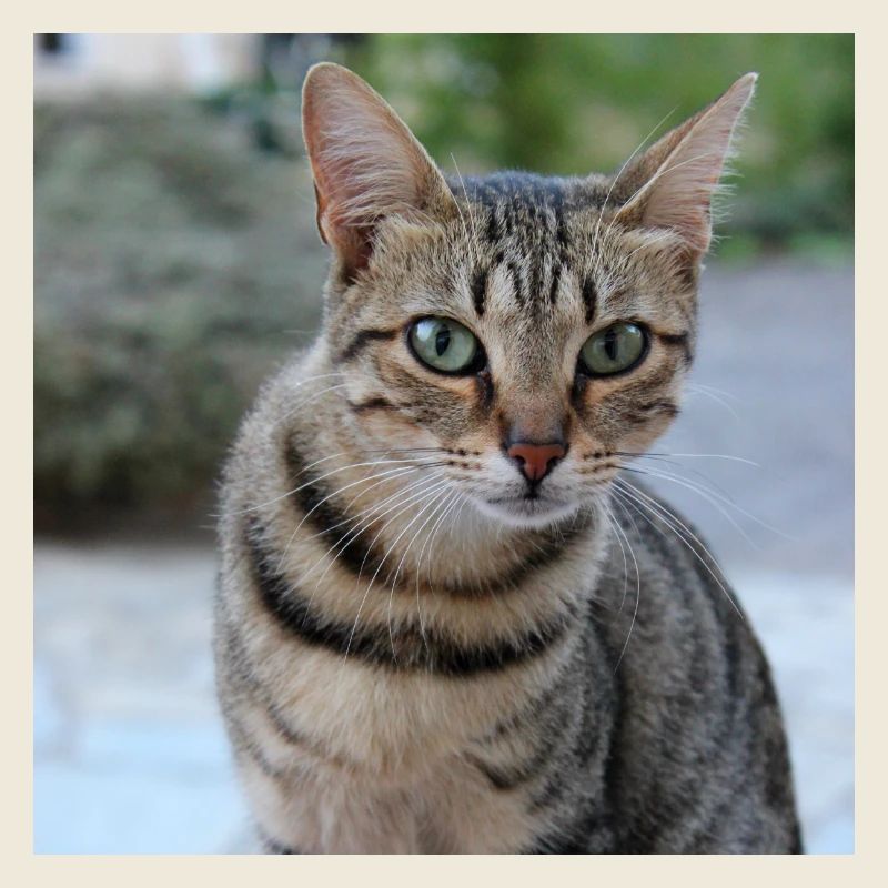 Chat chaton affiche chat carré affiche