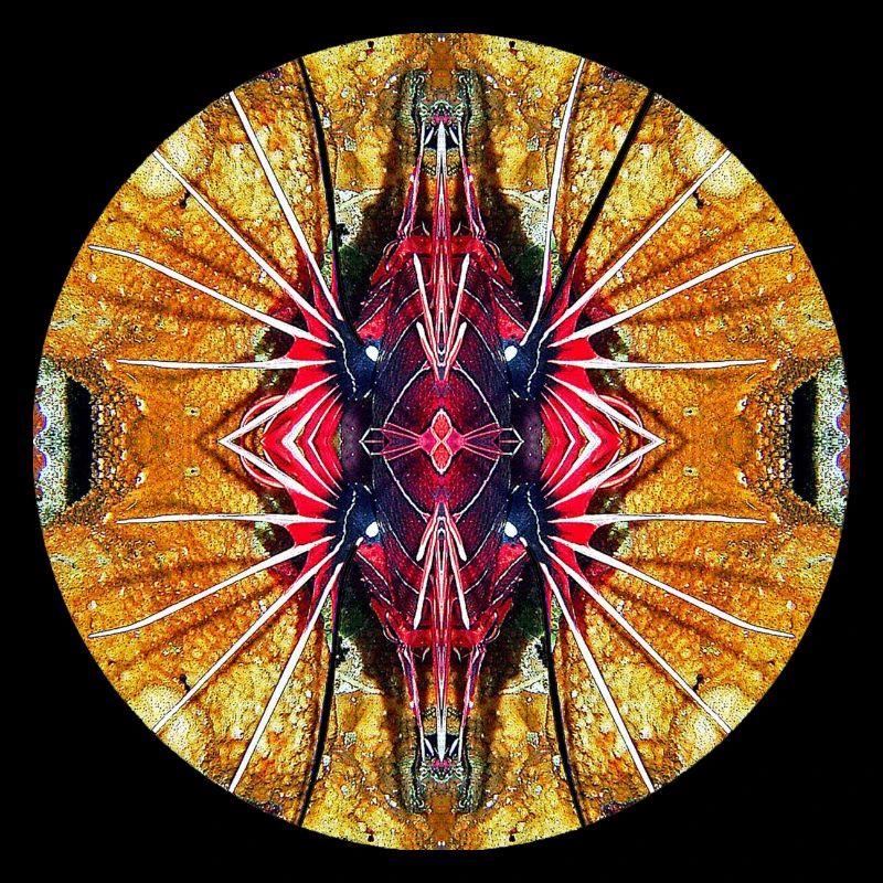 Natur Mandala unter Wasser, Rotfeuerfisch