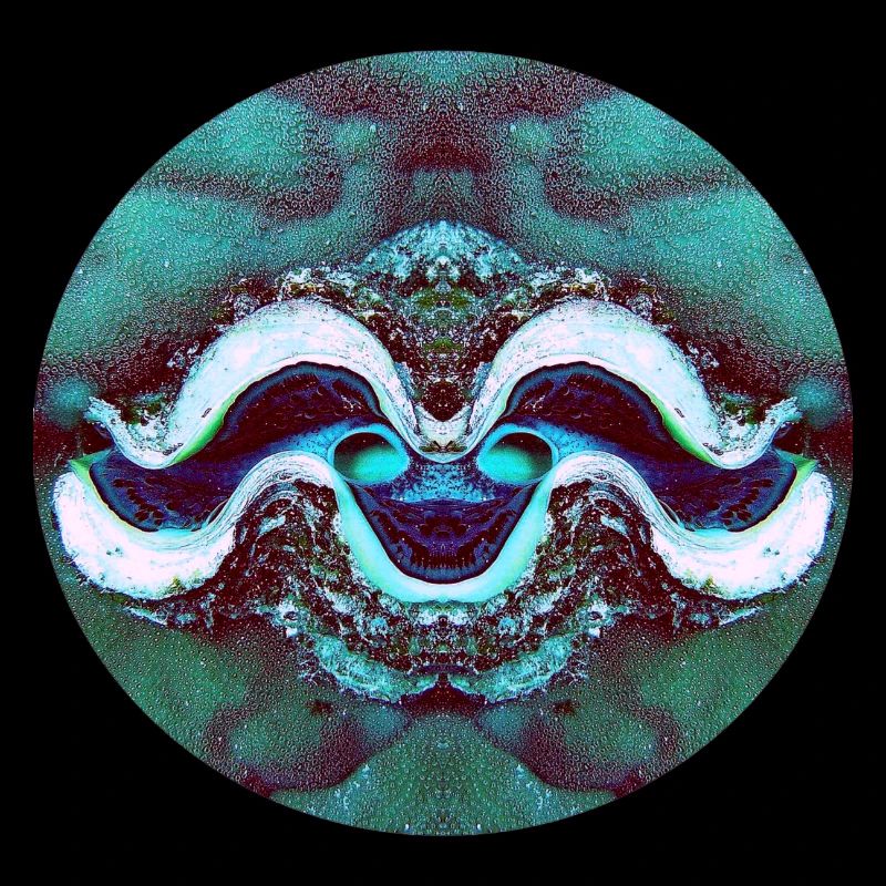Natur Mandala lächelnde Muschel