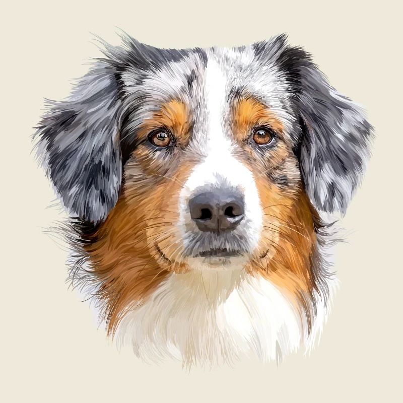 Australian Shepherd