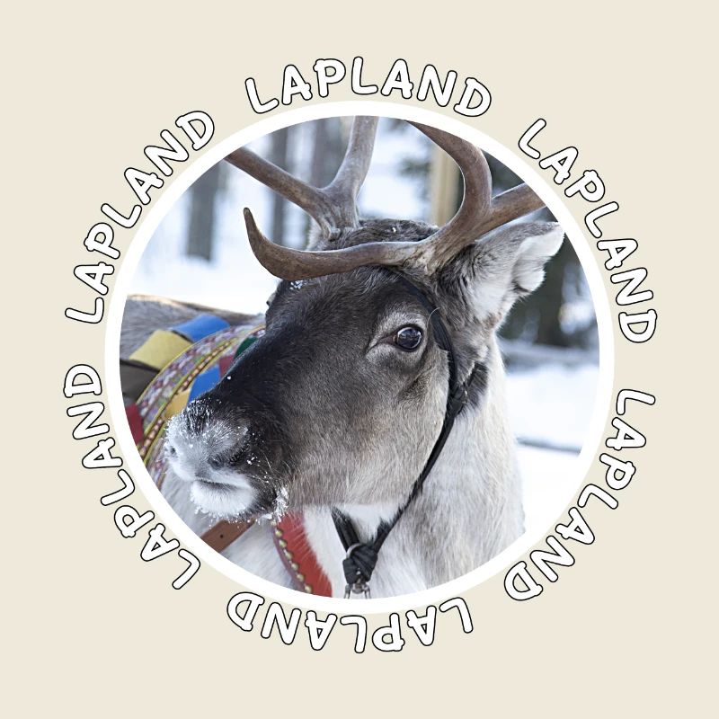 Lappländische Rentiere