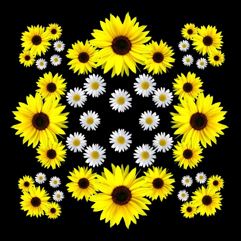 Margeriten Blüte Sonnenblume Gänseblümchen blumig