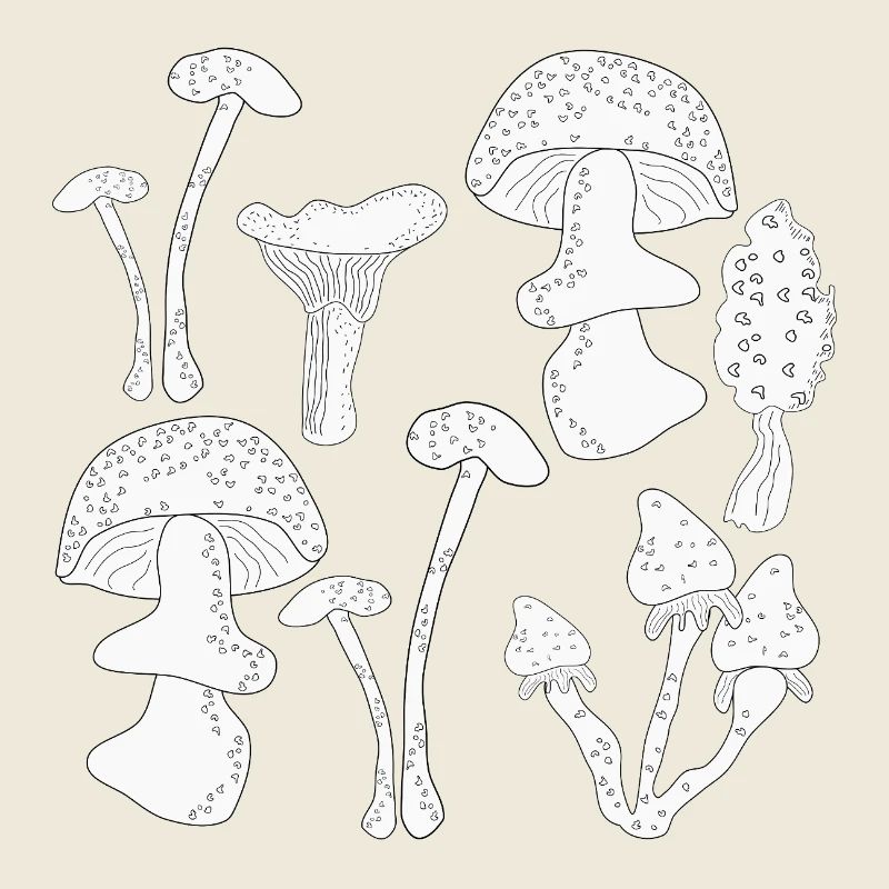 Mushroom picking autumn