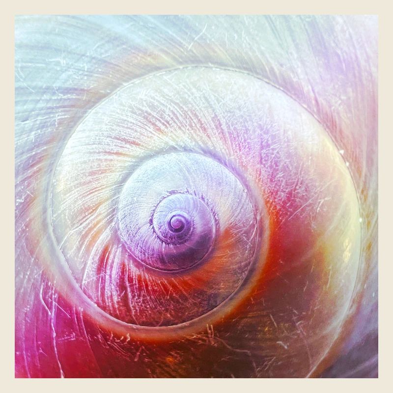 Spiralenschale