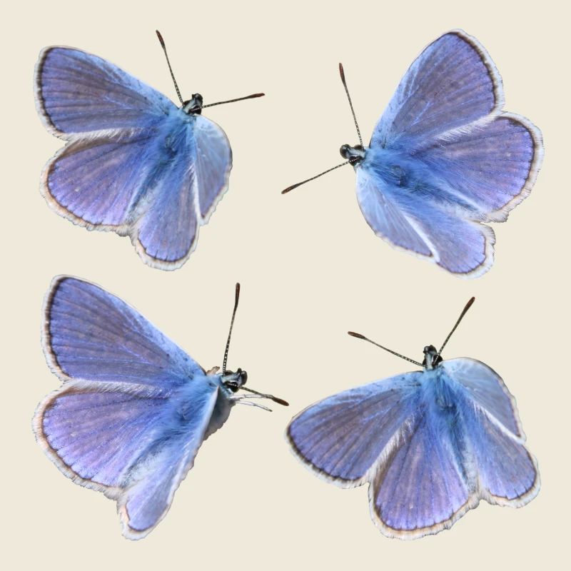 Quatre Blues