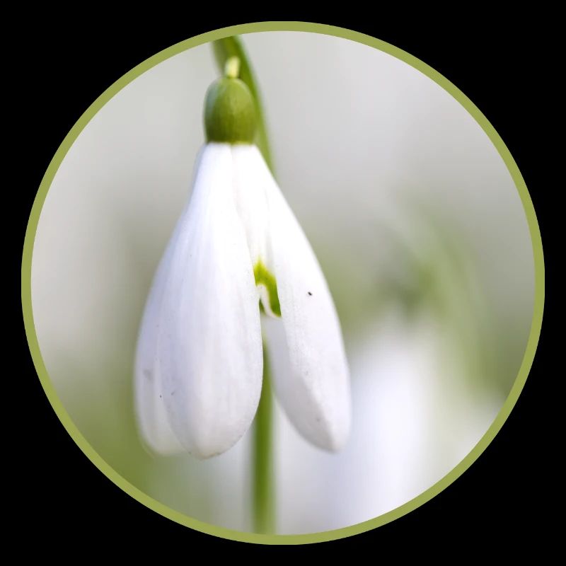 Snowdrop Blossom White Bloom Early Bloomer