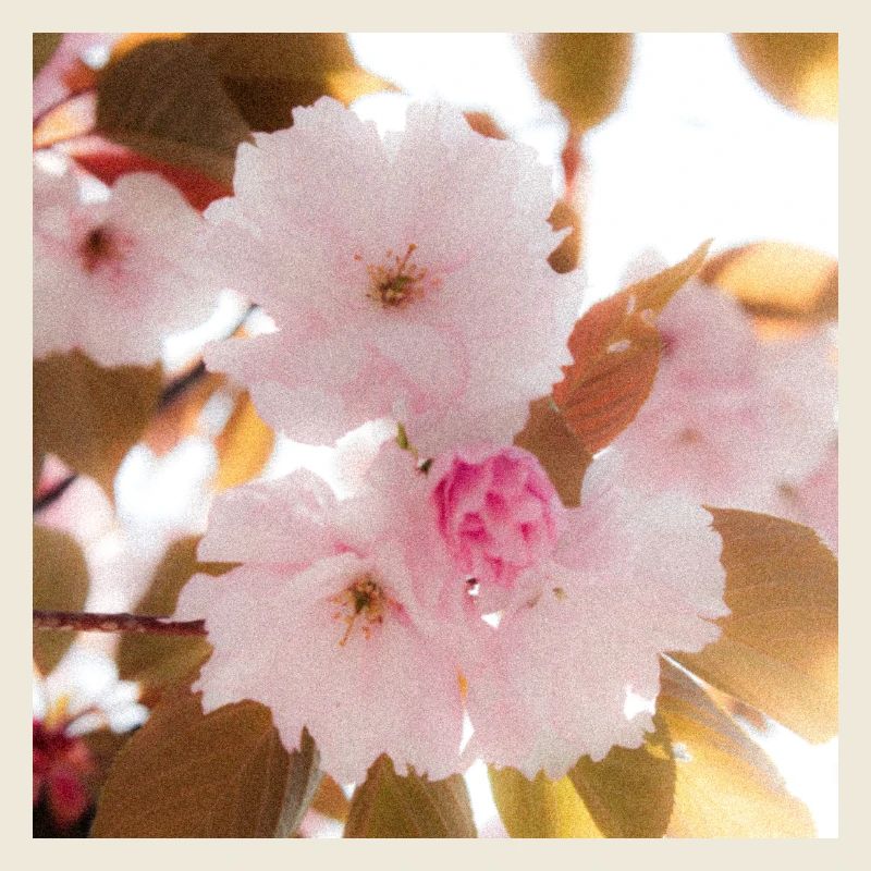 Pink dream.