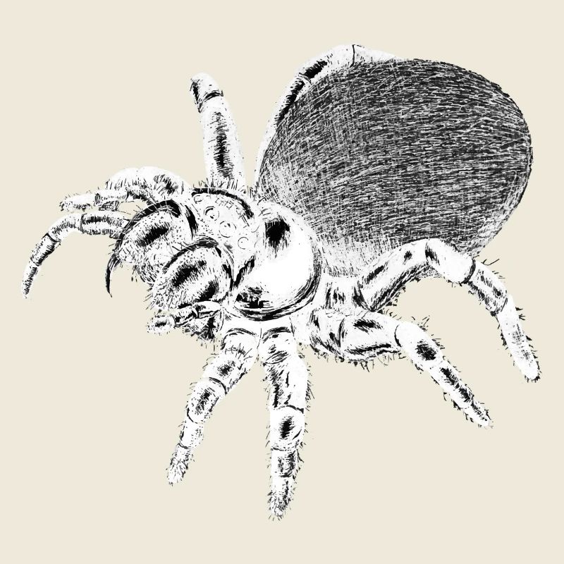 Spinne - Insekt