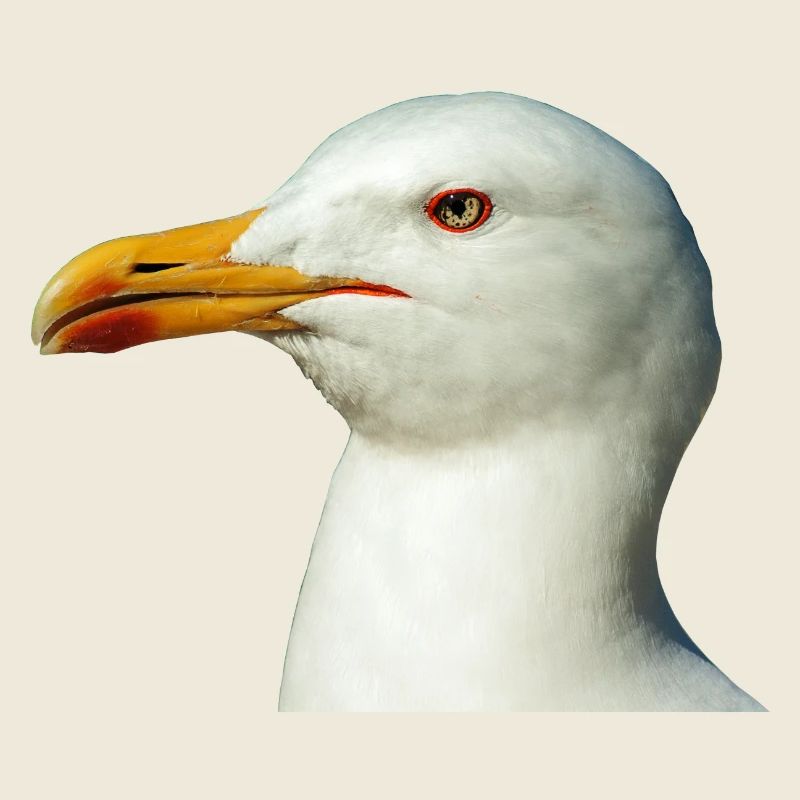 seagull moewe bird voegel tiere animal
