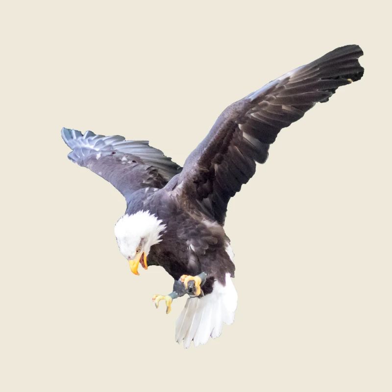 L’aigle en piqué