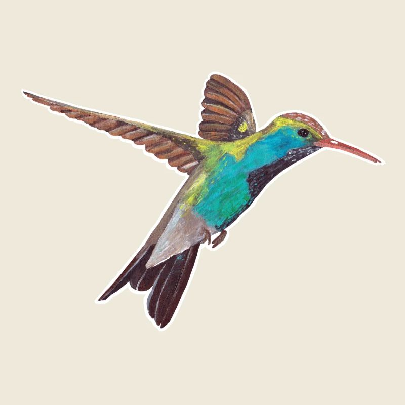 Colibri avec bordure blanche