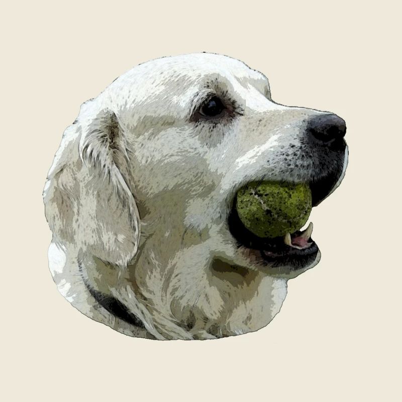 Labrador mit Ball