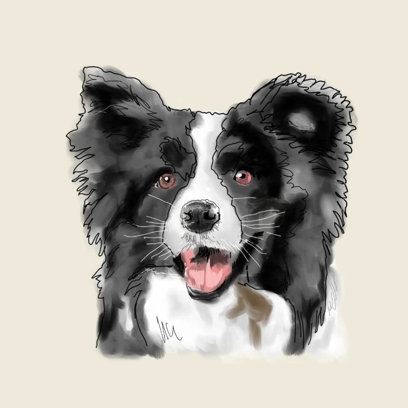Border Collie