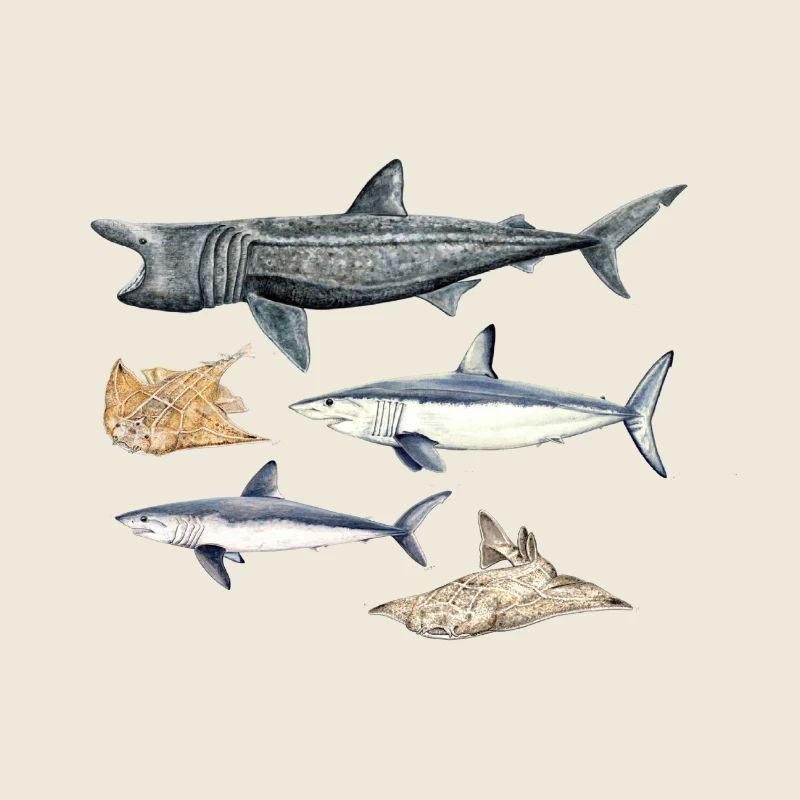 Requins - Requins - Requins