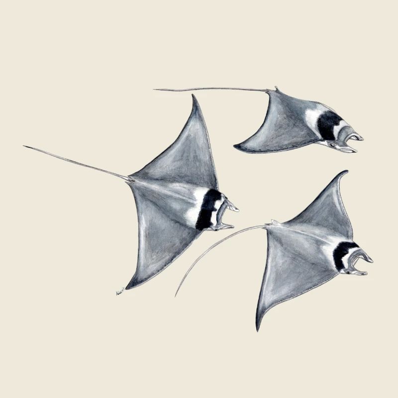 Stingray - Raie manta - rayons poissons diable manta