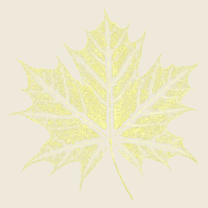 Ahornblatt / Botanik - Natur